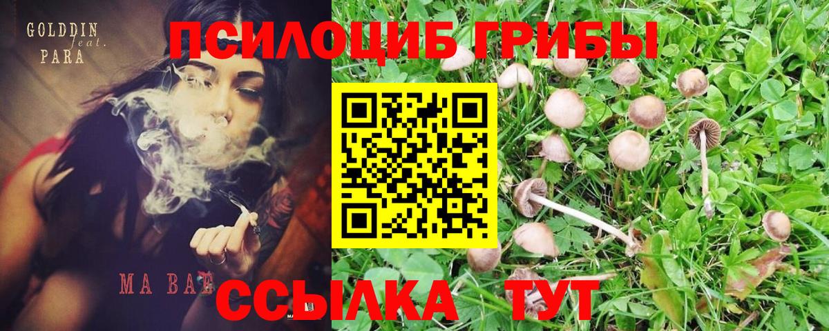 Галлюциногенные грибы Psilocybe Ржев